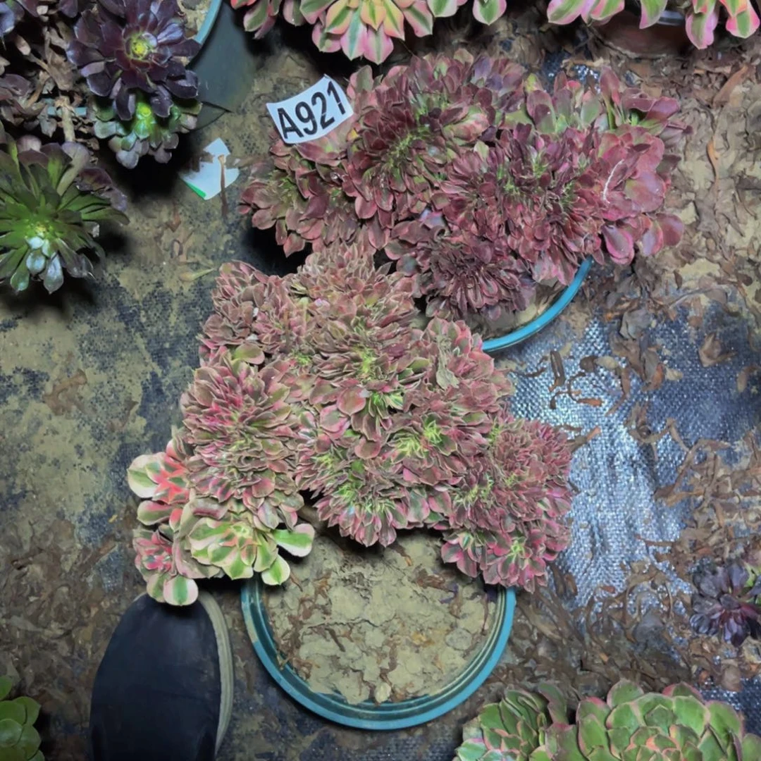 两颗法师缀化1-18