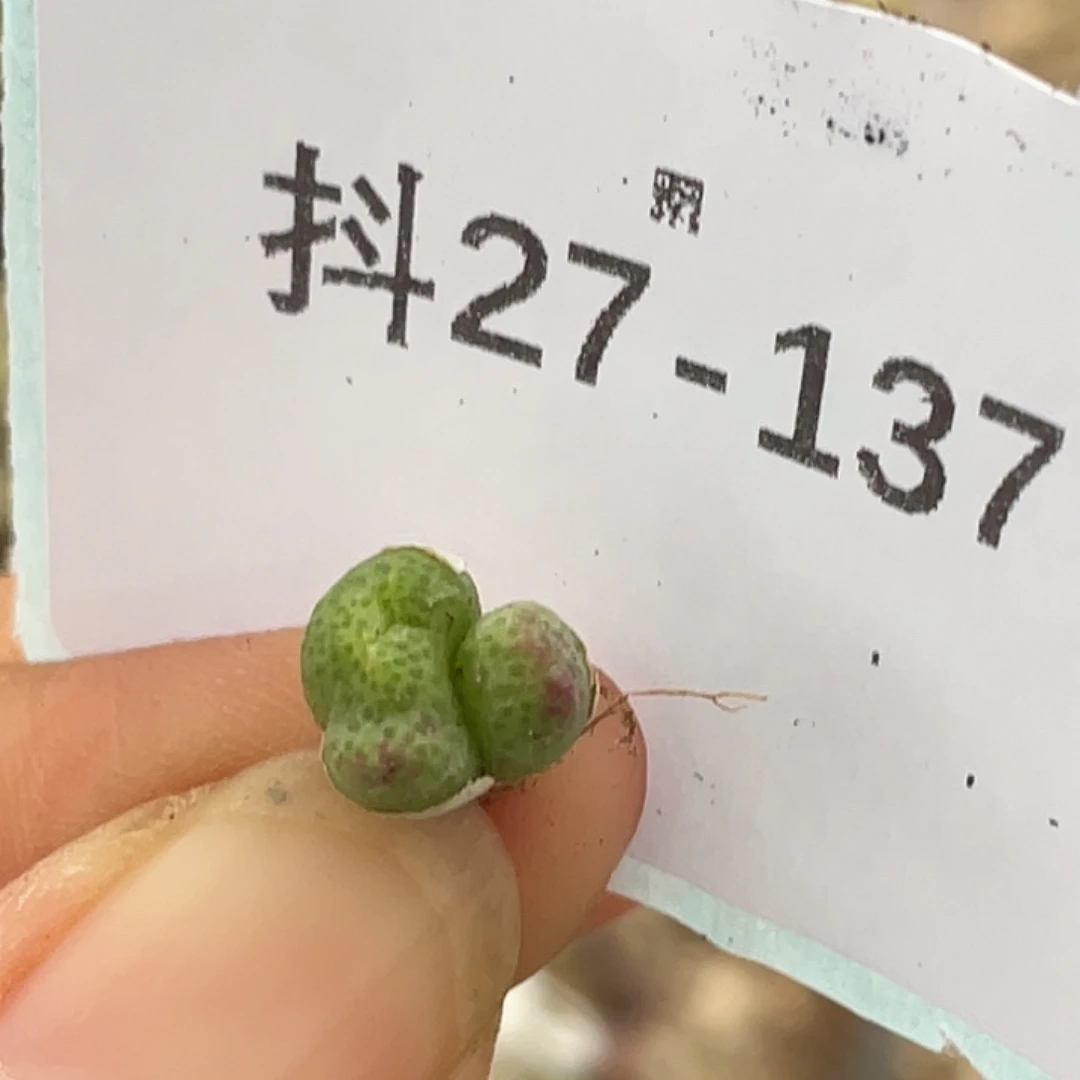 27-137变异草莓斑马