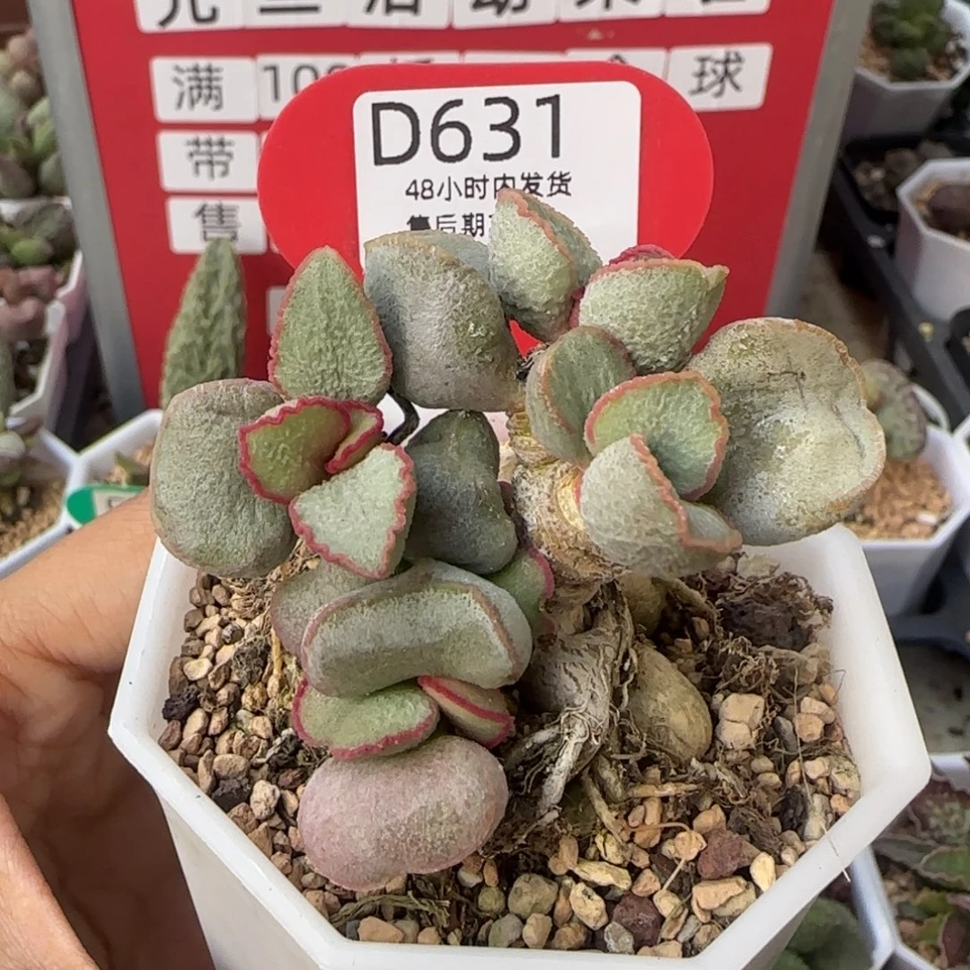 粉雪蛋老桩子。 631。