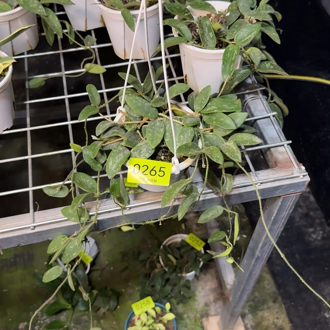 小***片完全开放0265高斑西藏粉