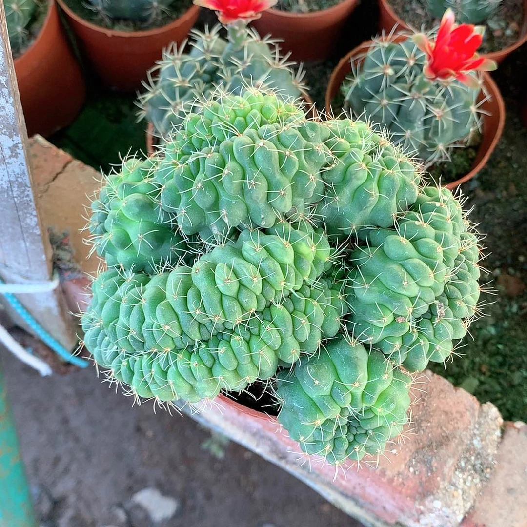 菲花玉缀化1棵淡淡芬芳