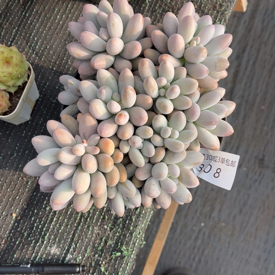 308粉恋多肉植物……
