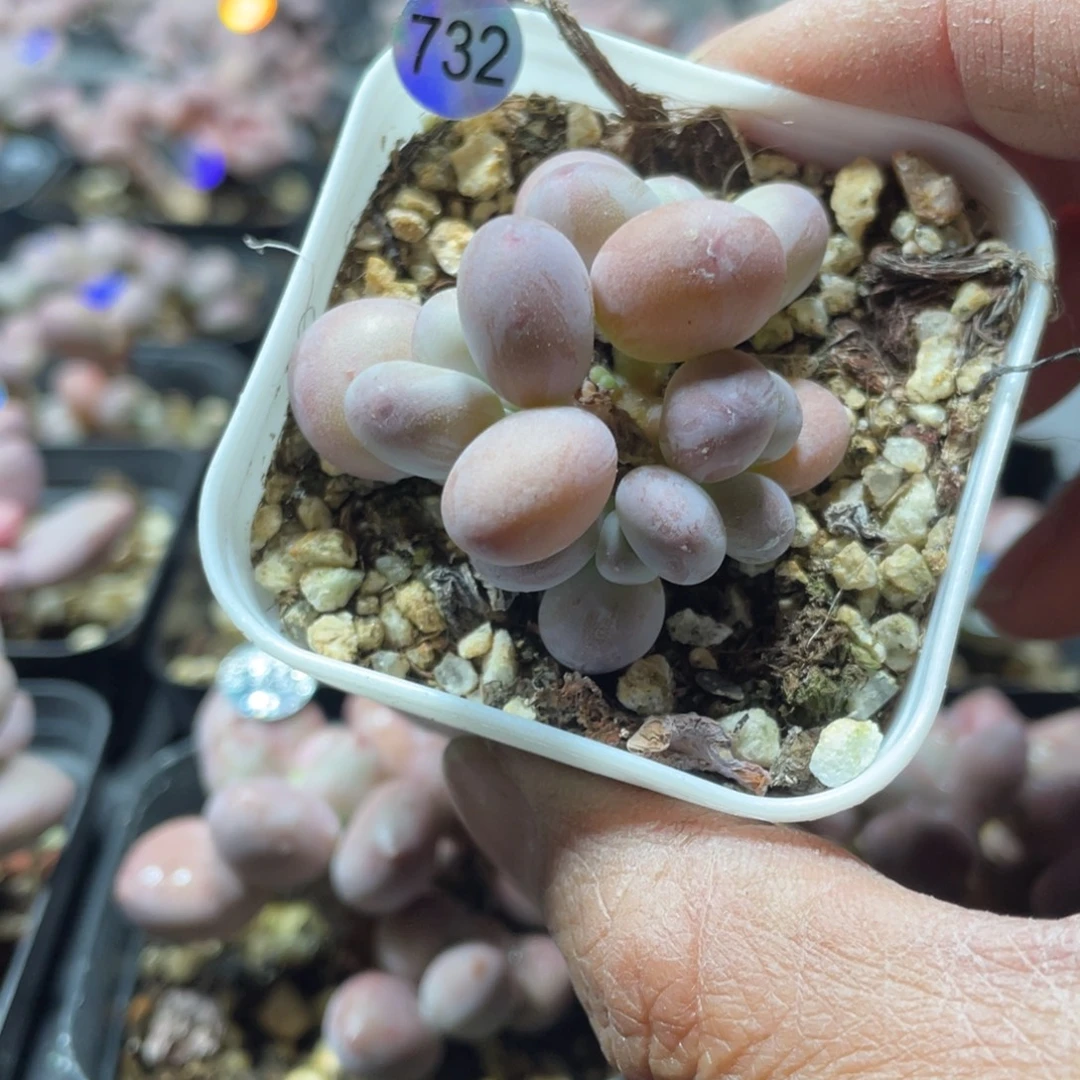 西瓜奶酪多肉植物