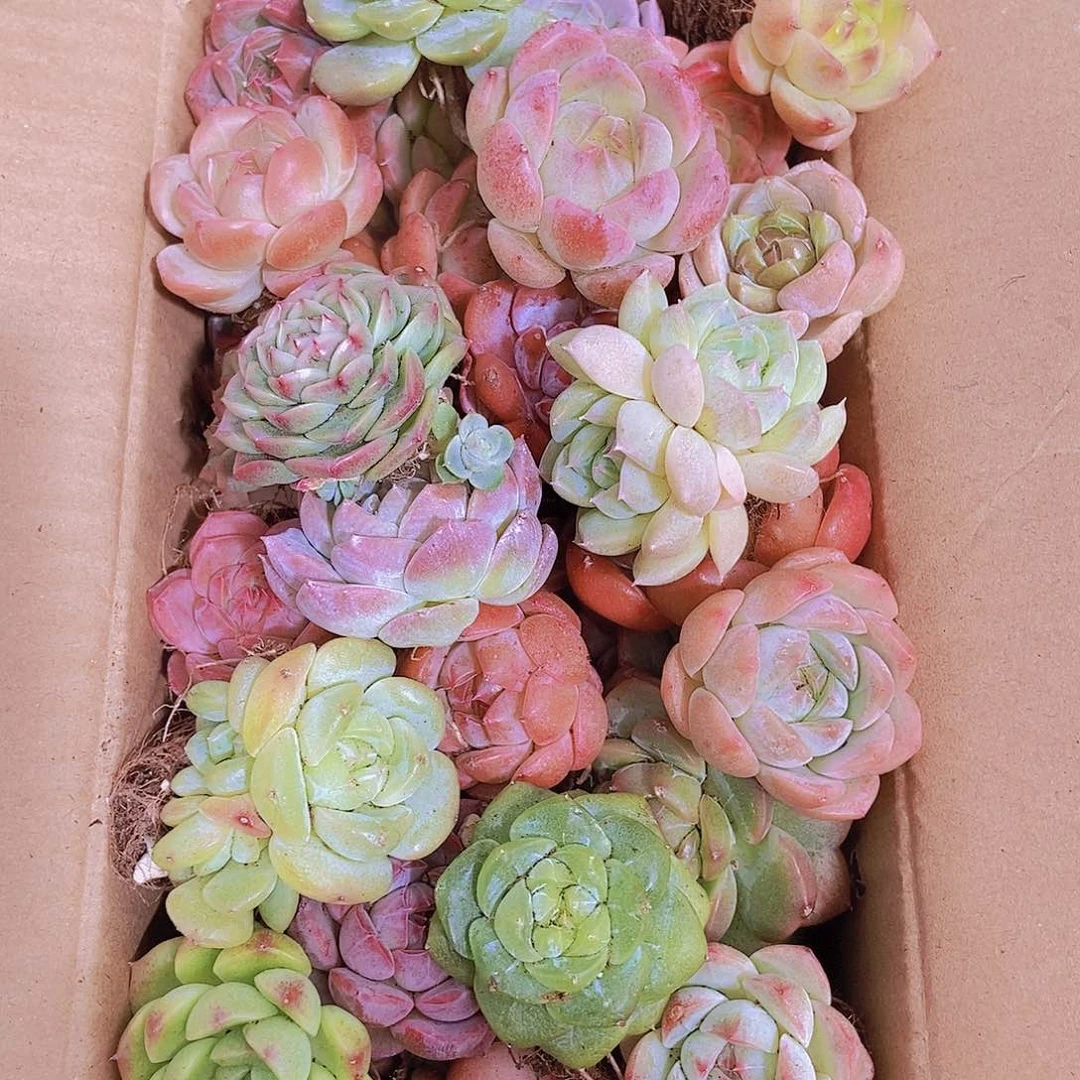 00000001量拍保底20颗