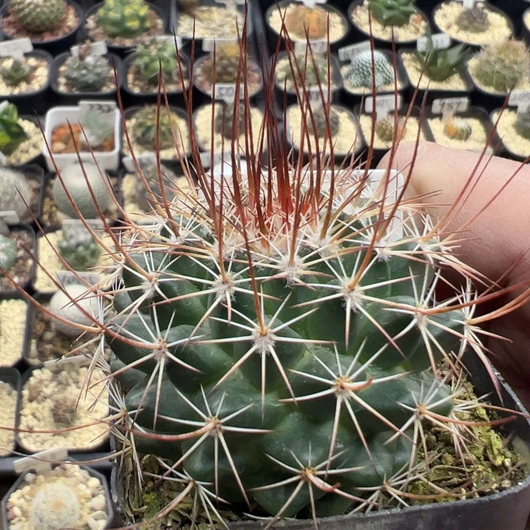 1000龙须玉实生仙人球