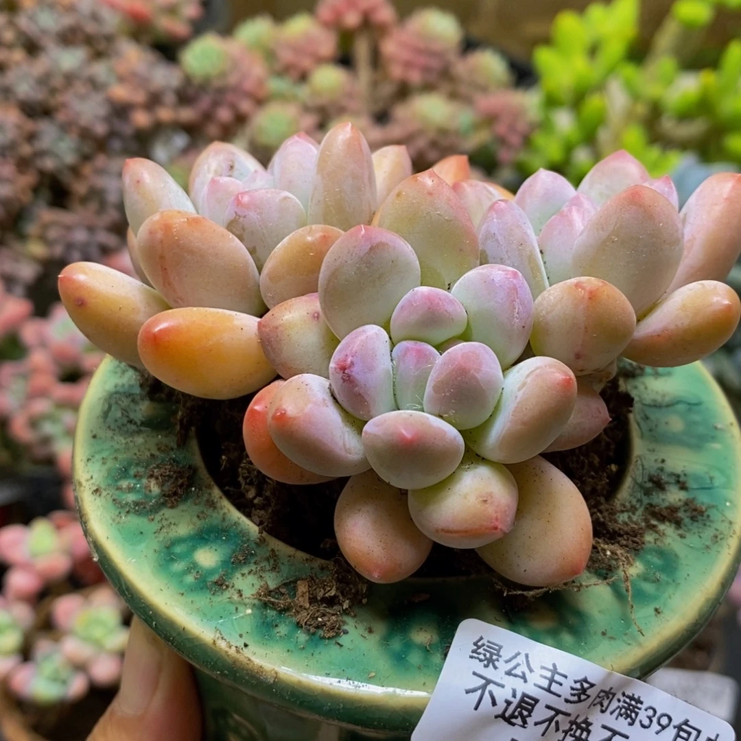 隐***人042香水奶8cm多肉
