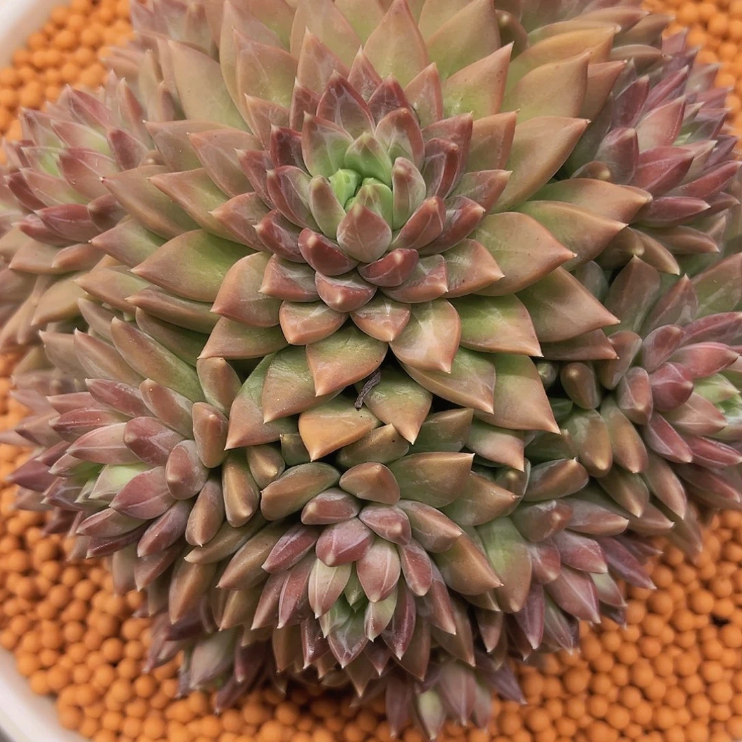 梵高11111111111111111