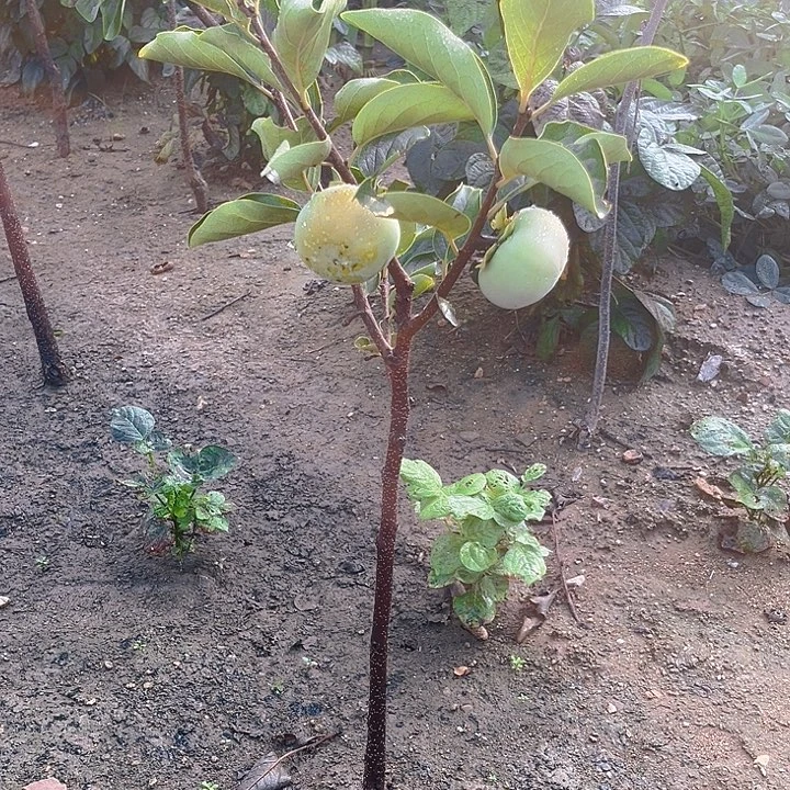 完全开放7977柿子树