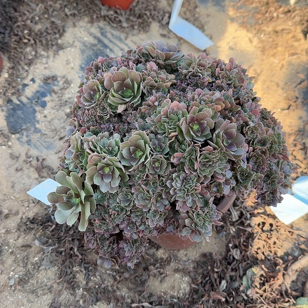003玫瑰朵朵一颗呀呀