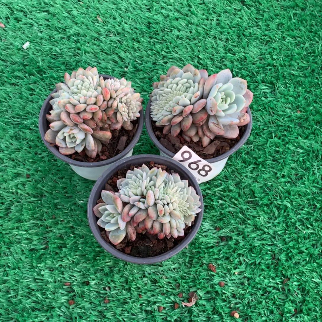 968橙子缀多肉植物组合