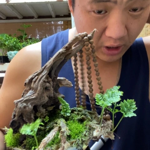 红陶我****柚一物一拍所见即所得71