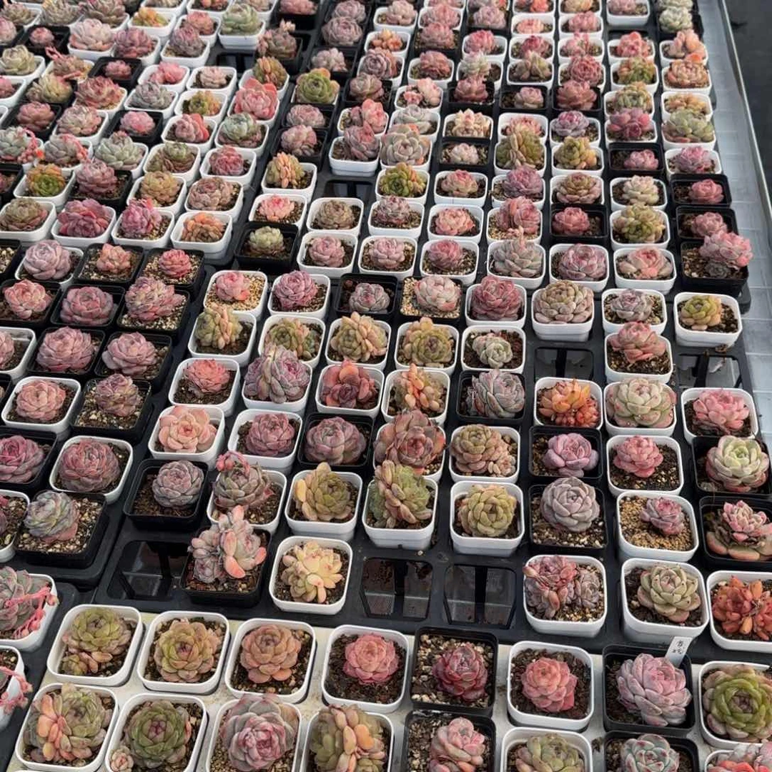 从前慢花园精选多肉珍妮四颗