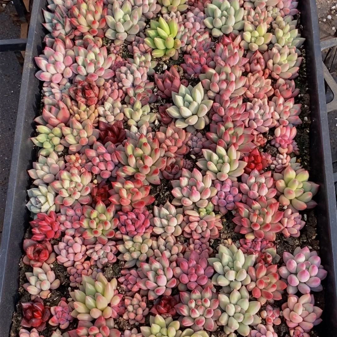 霹****啦870的人生态度是一