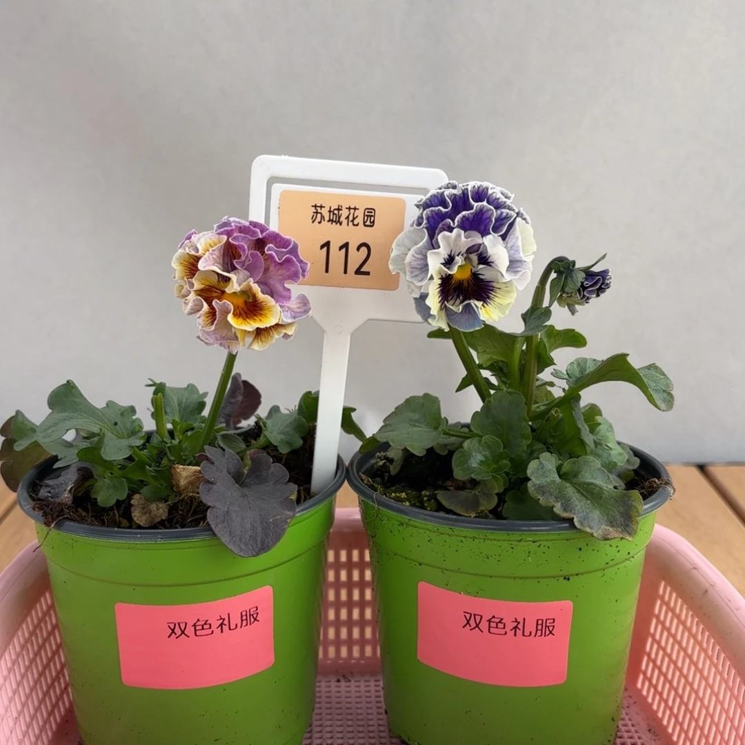 大部分开放少量花苞112