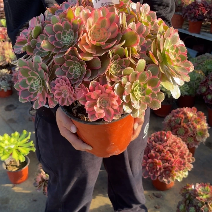 瑞妈，，。。。。。。970皇后，