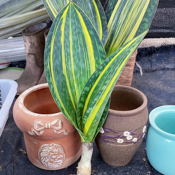 完全开放38cm宝镜虎皮兰