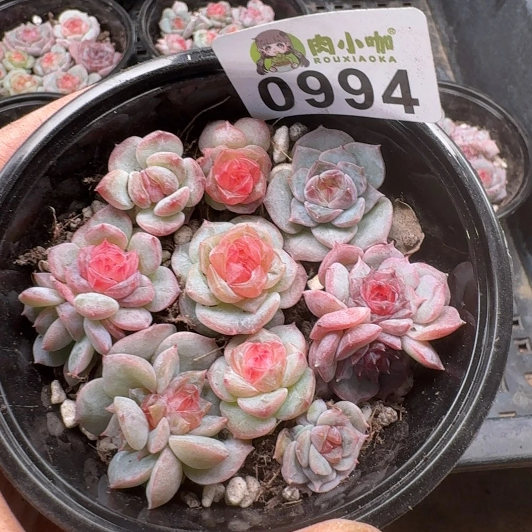 多肉植物多肉植物