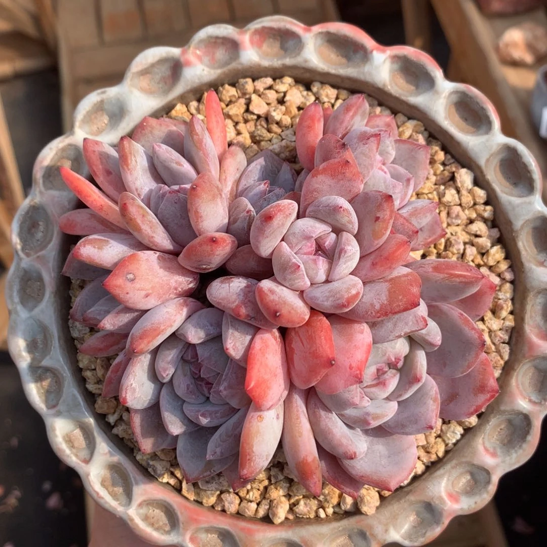 石榴籽星影 紫透色（11cm） 十九号多肉铺