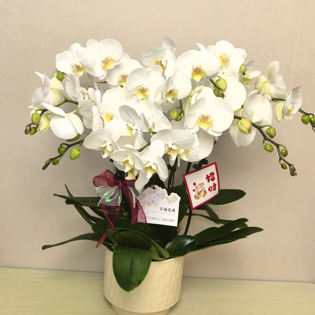蝴蝶兰《大白V3》白色系大型花  耐养易活 花期长