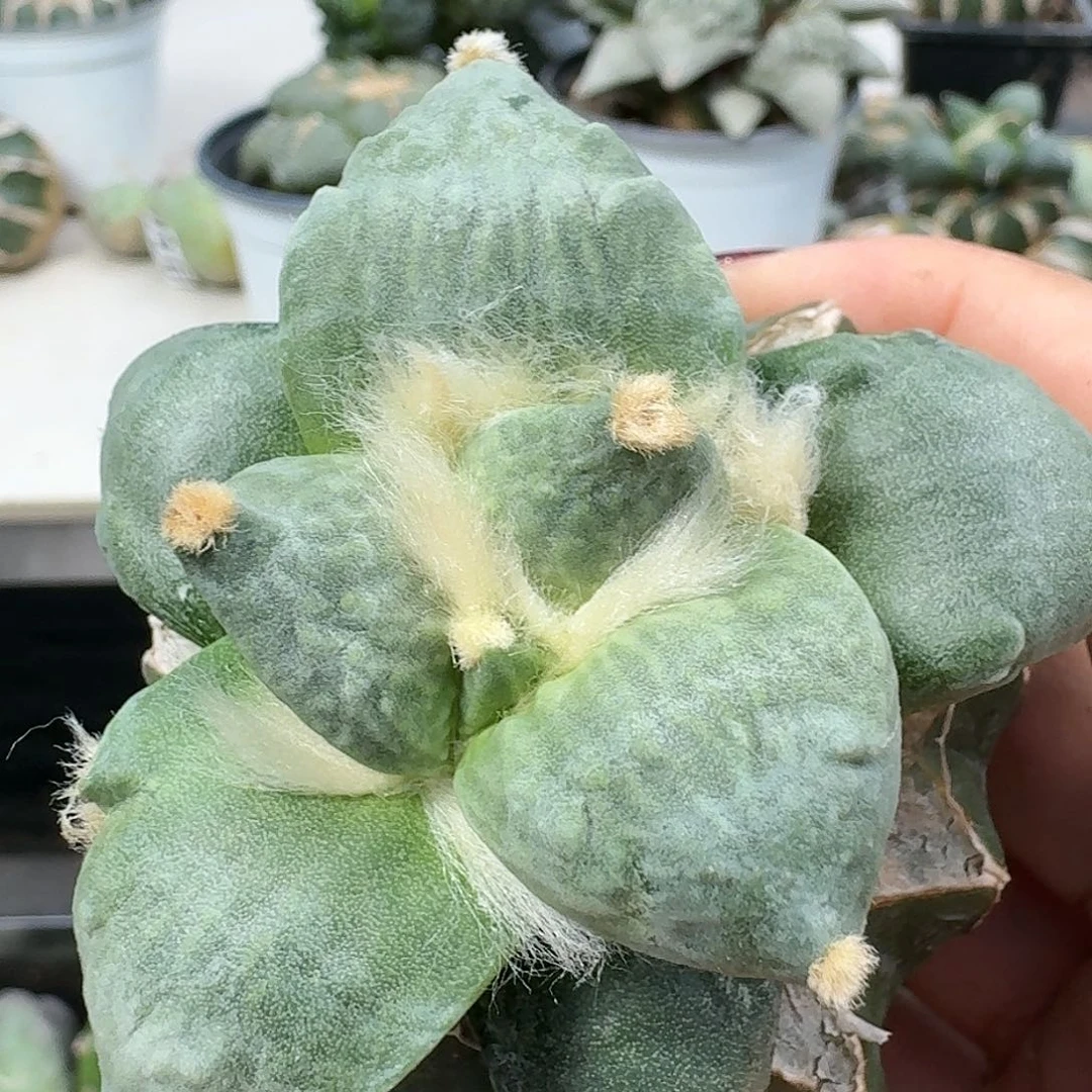 【闪购商品】无花朵梦**家牛蛇310
