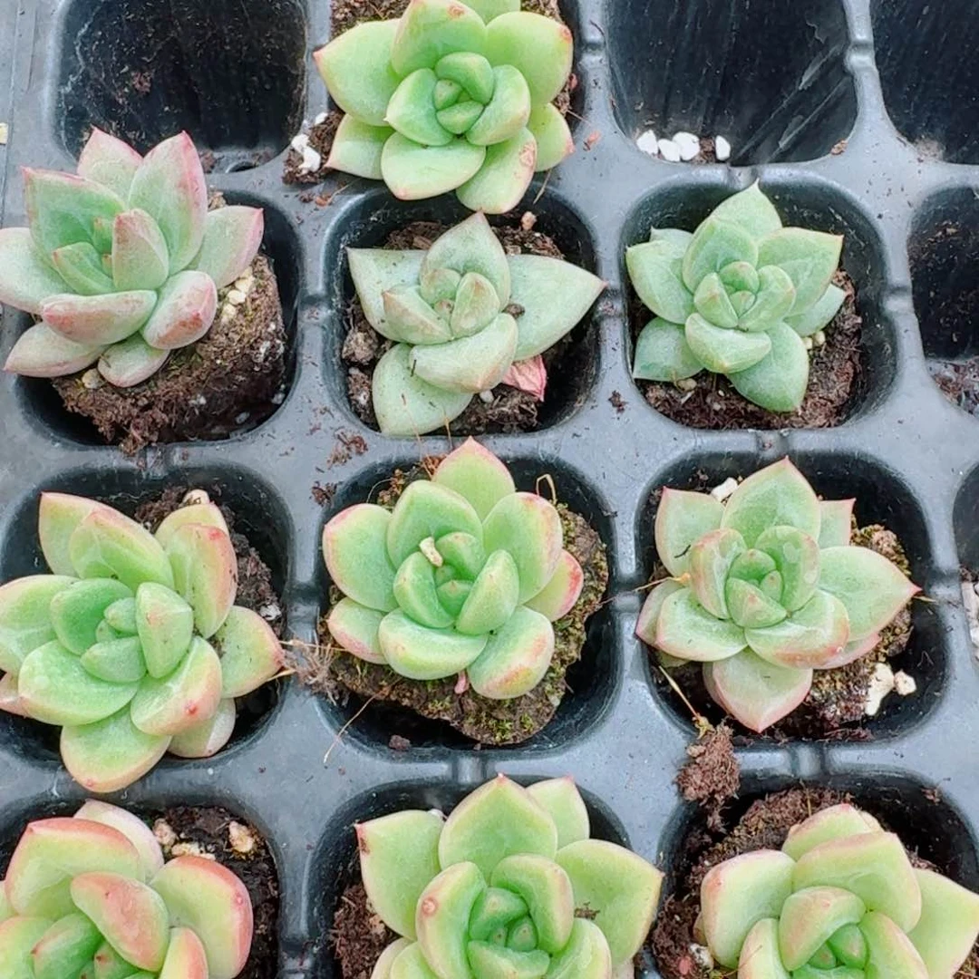 冰玉东云杂交十棵量拍6-56