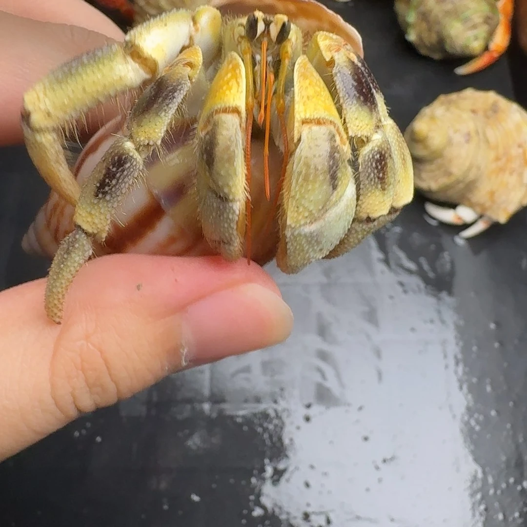 31号2.7绝美虎纹啦啦