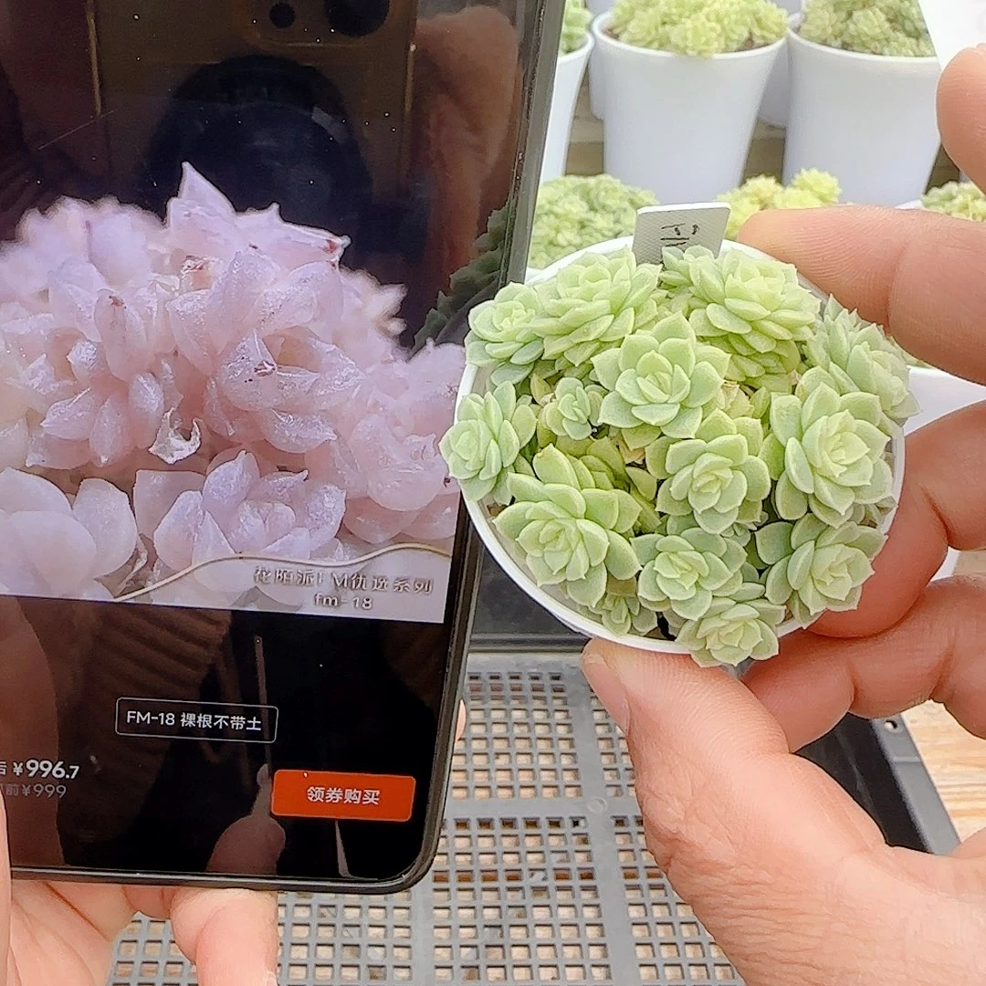 【闪购商品】1017-30（fm-18）