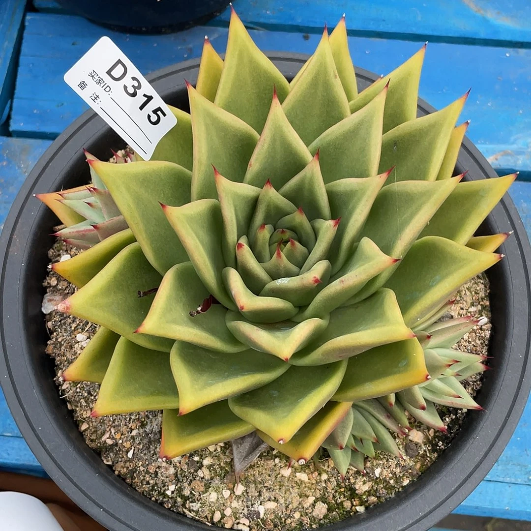 若如东云单拍D315