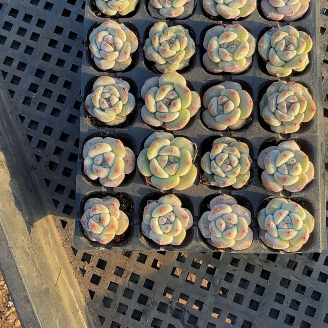 你***～289号一物一拍特价福利