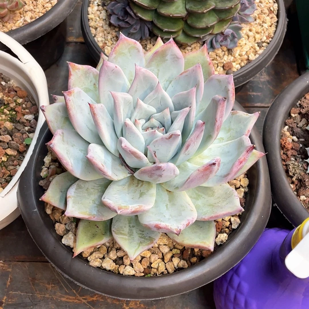 多肉植物一物一拍