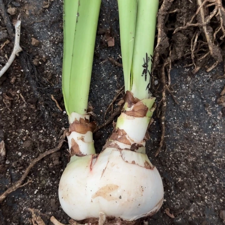 无花朵糖果戴斯一号