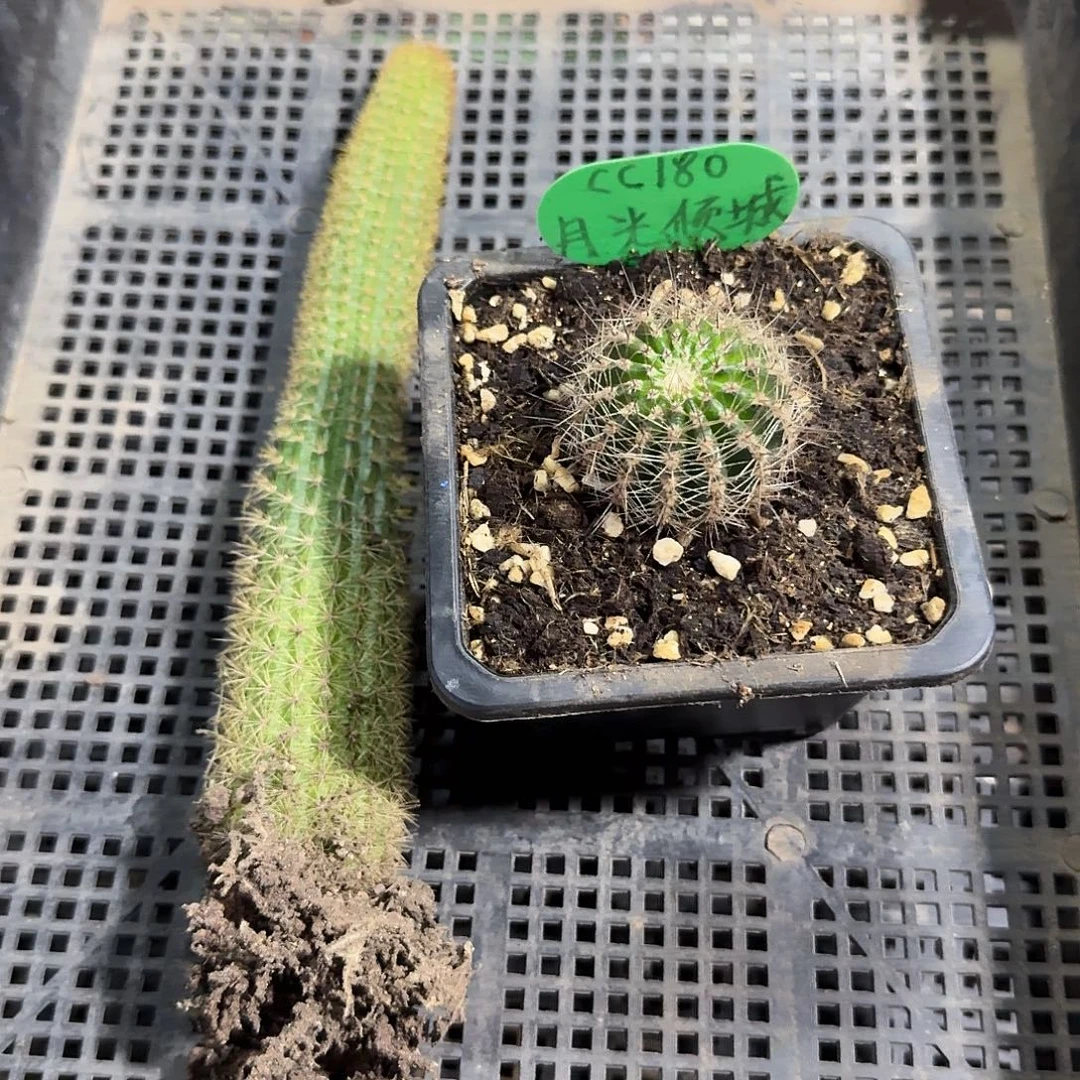 猫***架女巫，月光倾城，两颗球，