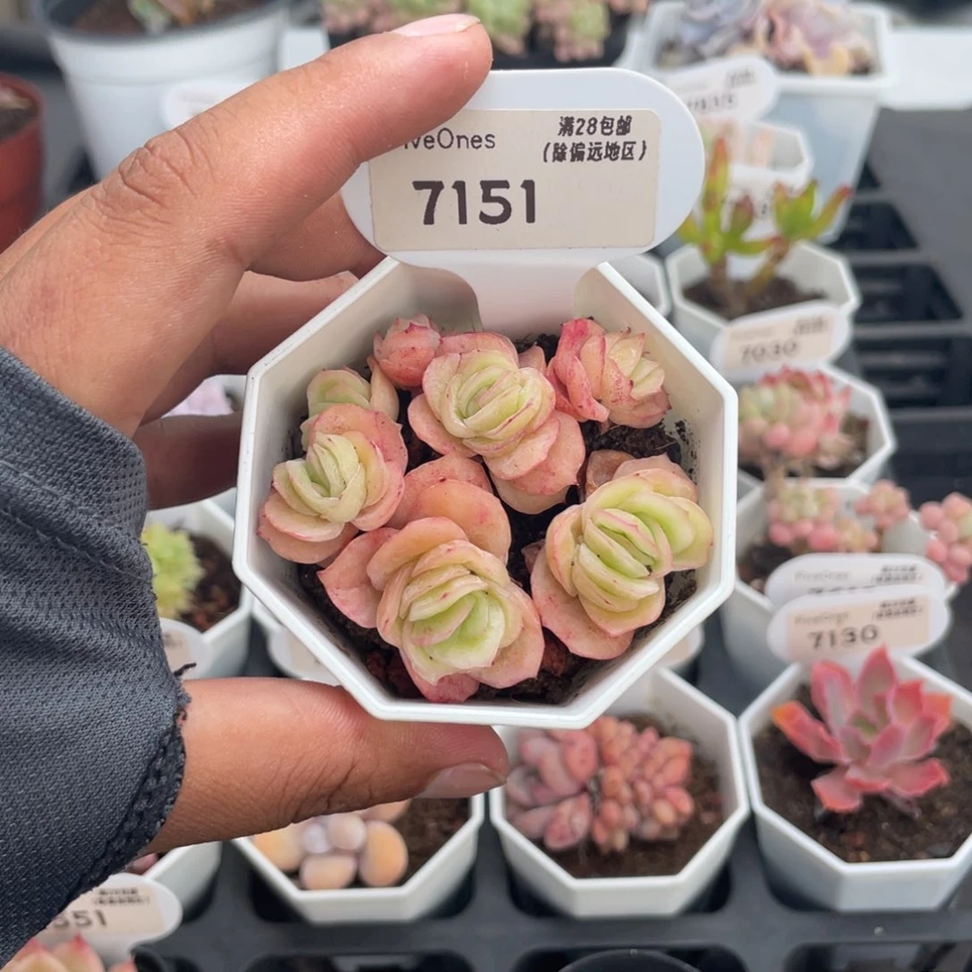7151冰玫瑰5.0厘米