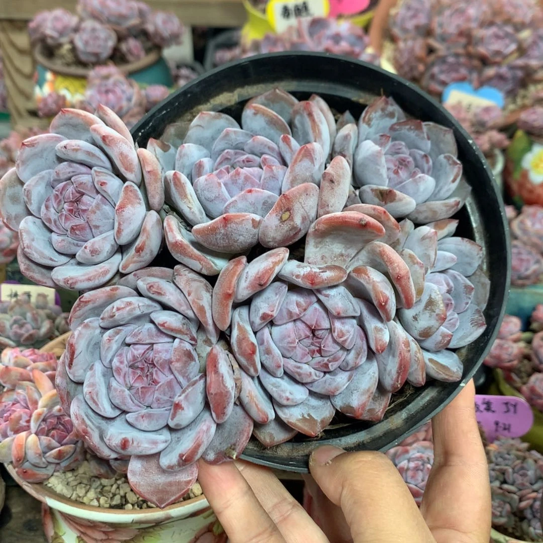 哈哈哈哈哈哈哈哈2