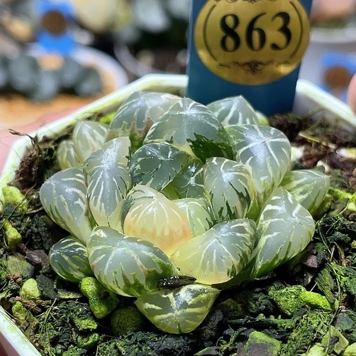 863卜卜紫錦一物一拍