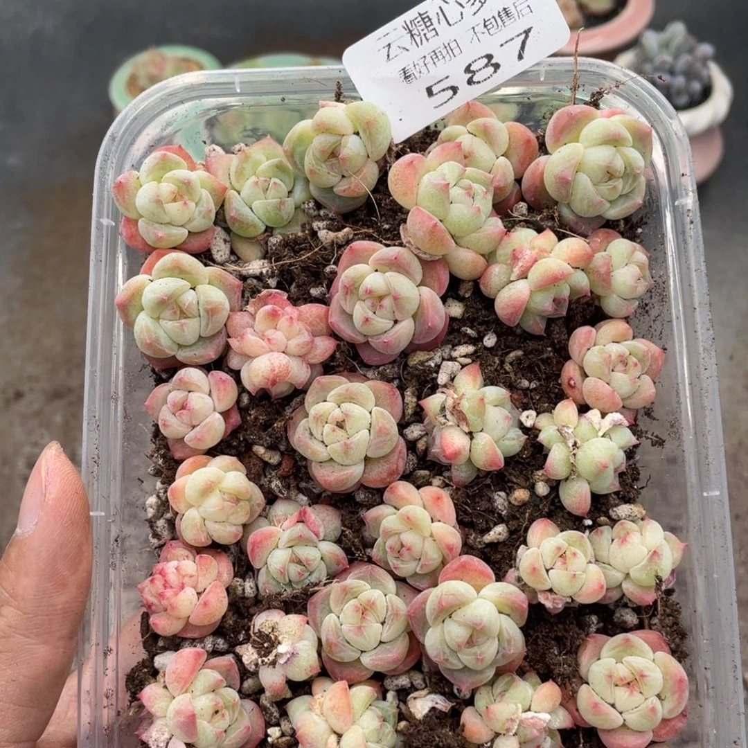 云糖心多肉植物587