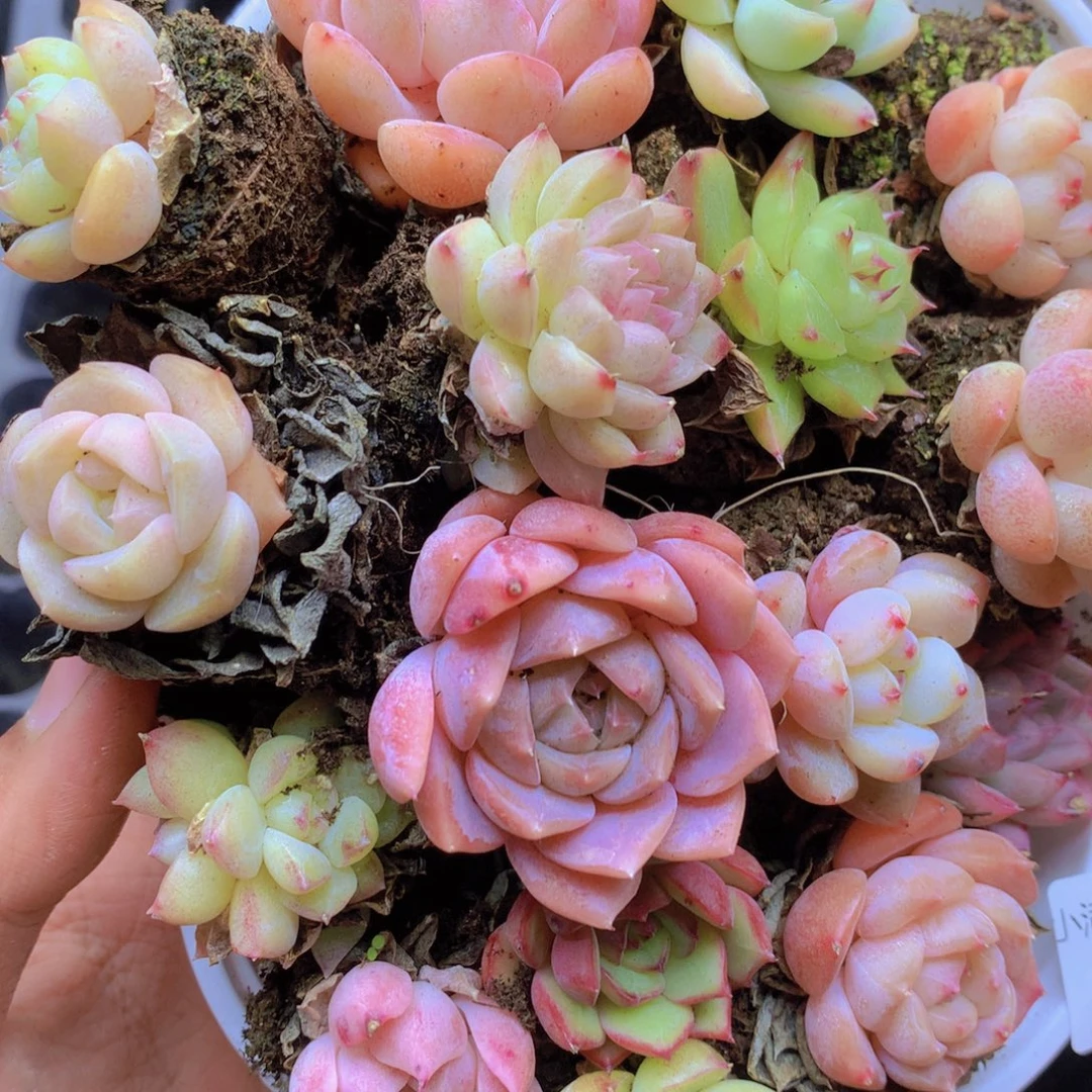 我也想要这样的一款多肉031