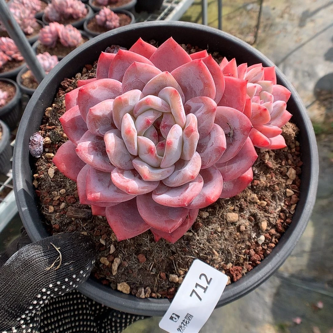 712梦露多肉植物666