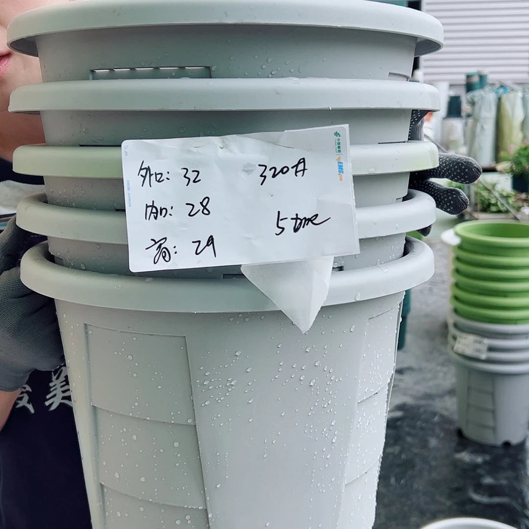 玫瑰盆320#灰白5个无托
