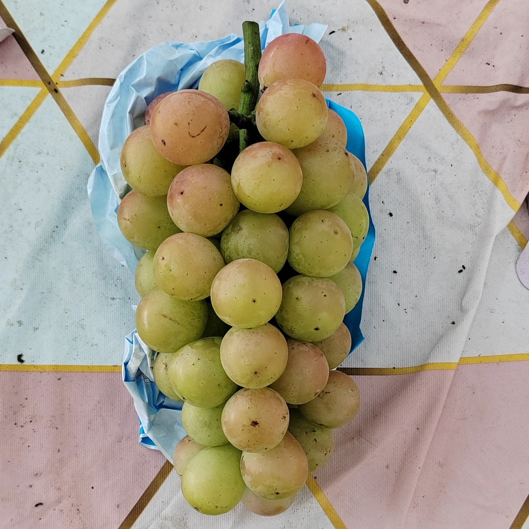 单果15—20g【妮娜皇后】大果新鲜当季水果特产葡等新鲜水果上海市