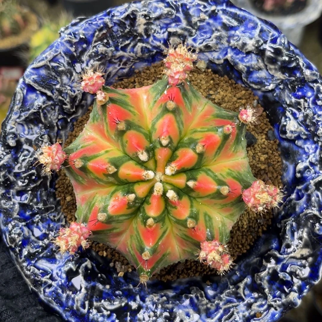 泰系米哈锦 带盆土发货