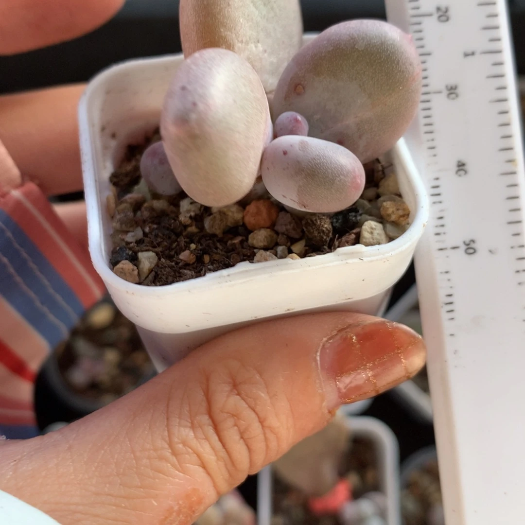 黄金鸡蛋大叶奶大叶奶