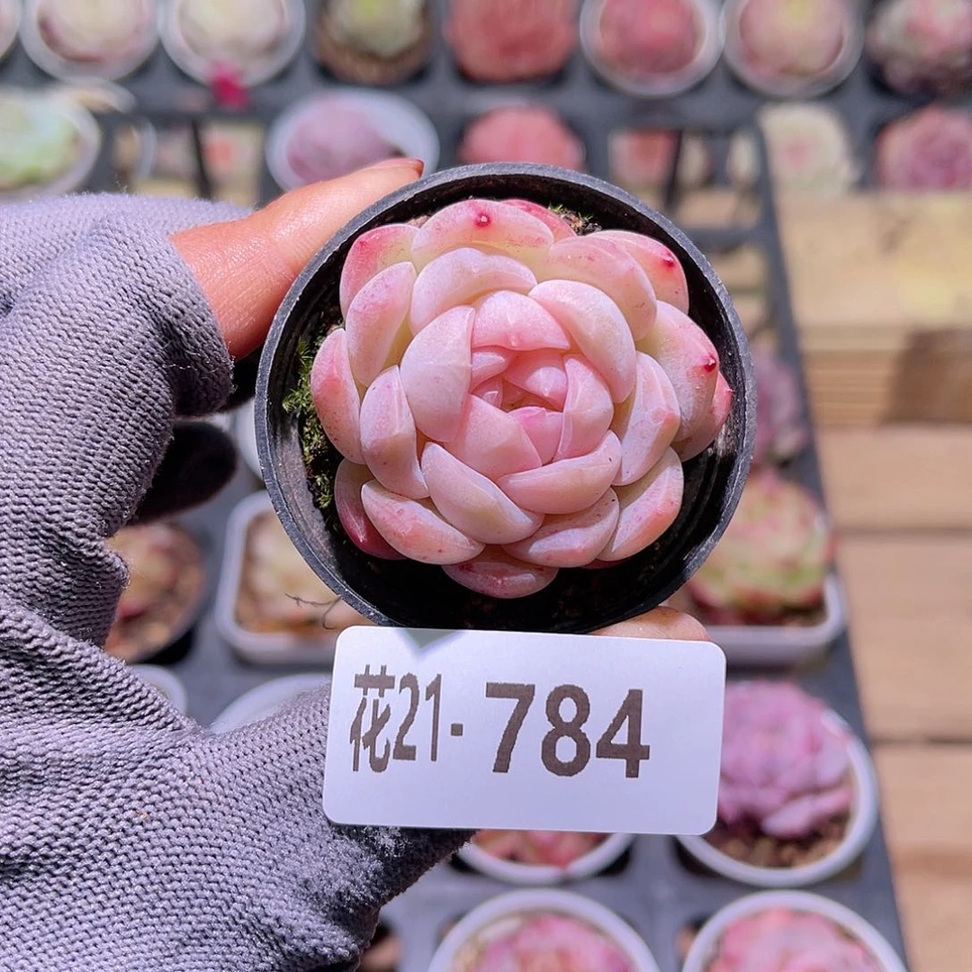 花21-784新品单头