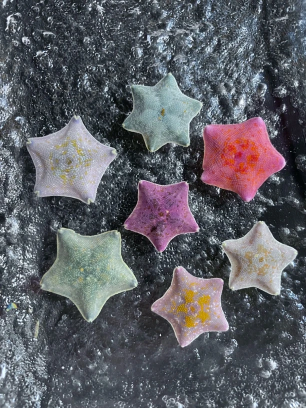 海燕海星派大星桌面宠物【个人减密】