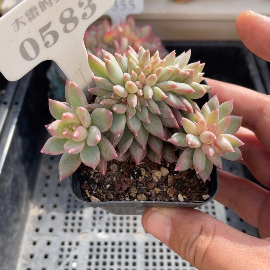 0583暗纹不带盆8厘米