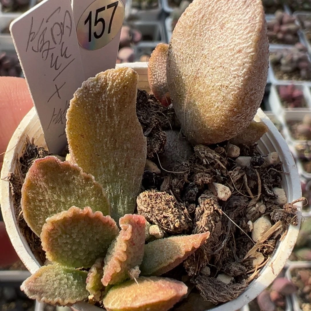 爱丽丝➕彩虹多肉植物水泡