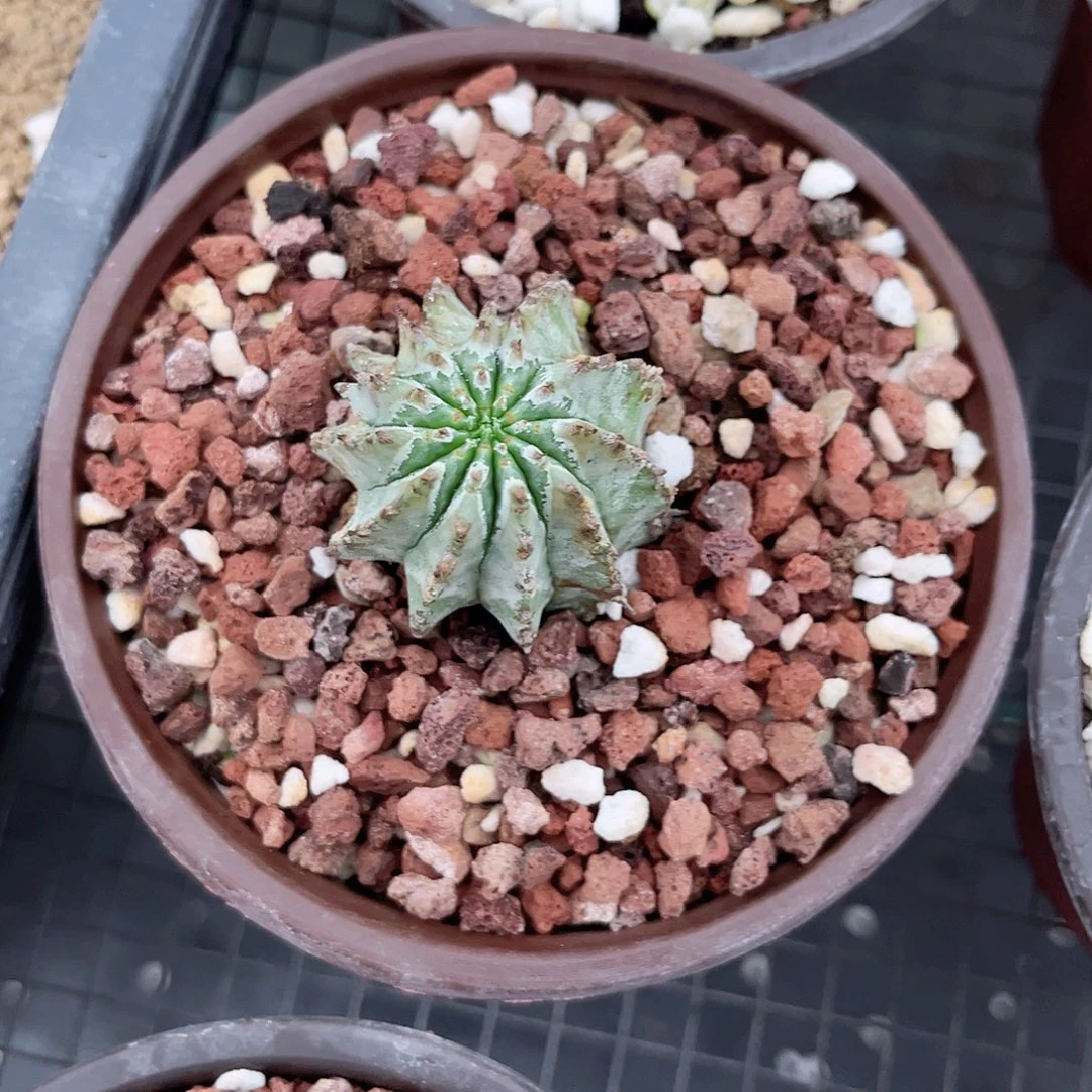 多肉植物关上白稿脱土