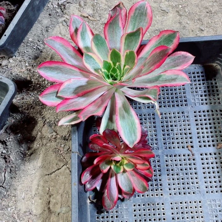 魅影红魔女2个没根发货