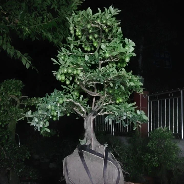 利***无花朵金弹子盆景1080