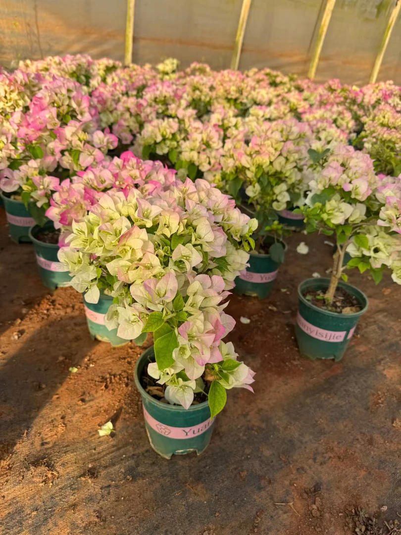 三角梅盆栽花卉好养四季勤花介意掉花落叶的勿拍